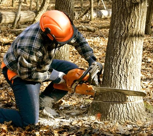 Tree Removal in Chinook, MT